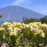 Pesona Indah Bunga Edelweis Keajaiban dari Puncak Gunung