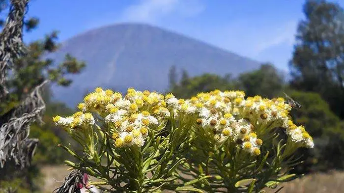 Pesona Indah Bunga Edelweis Keajaiban dari Puncak Gunung