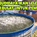 budidaya ikan lele untuk pemula