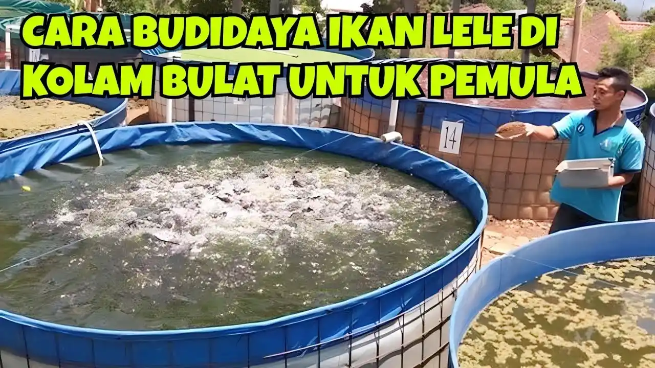 budidaya ikan lele untuk pemula