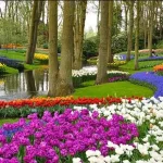 Menikmati Keindahan Taman Bunga Keukenhof di Belanda