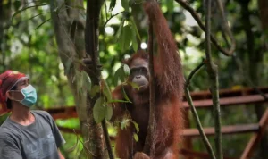 Penangkaran Orang Utan, Rumah Pemulihan Satwa Cerdas yang Terancam Kehilangan Hutan