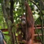 Penangkaran Orang Utan, Rumah Pemulihan Satwa Cerdas yang Terancam Kehilangan Hutan