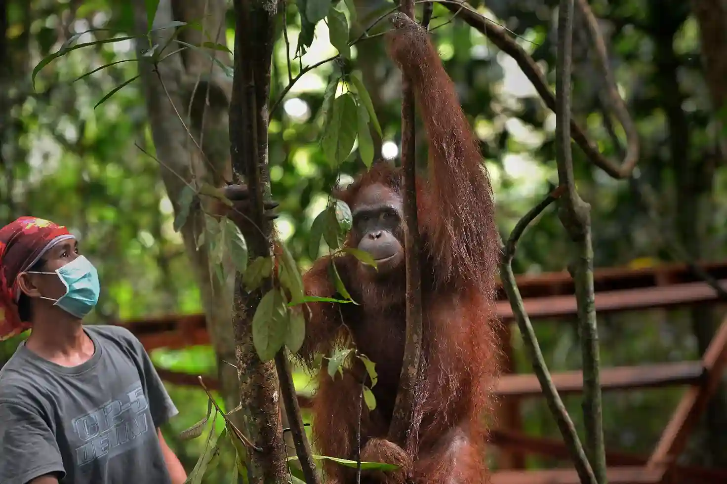 Penangkaran Orang Utan, Rumah Pemulihan Satwa Cerdas yang Terancam Kehilangan Hutan